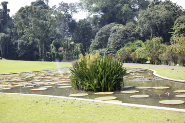 Botanical garden in Bogor, Java, indoneaia