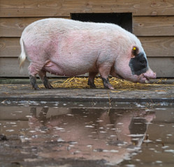 Pig in a dirty puddle