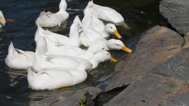 White Pekin ducks feeding at the water's edge.