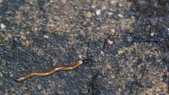 Wild Hammerhead flatworm crawling on wet rock