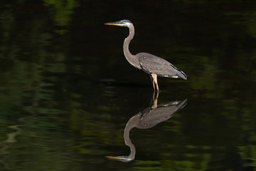 A Great Blue Heron and its reflection.
