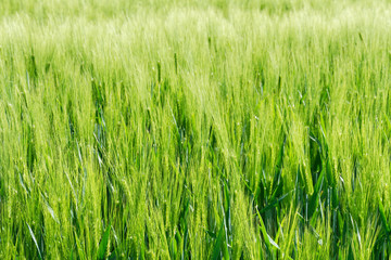 Fototapeta premium Gerste