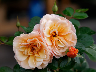 orange roses