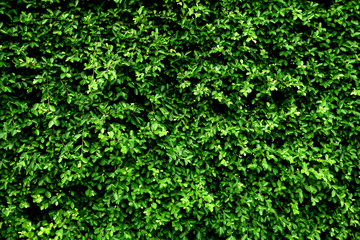 Tropical green leaf wall texture background.
