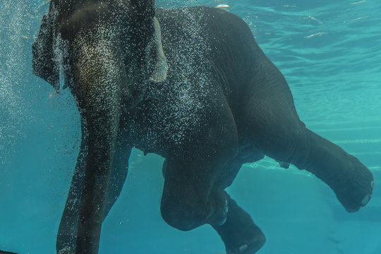 Elephant Swimming Underwater