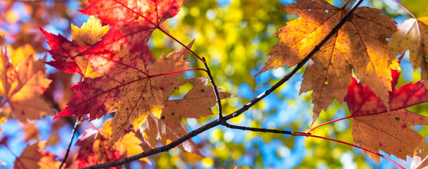Amazing leaves colors of foliage in New England