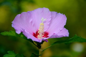 Fototapeta na wymiar A flower of Hibiscus syriacus