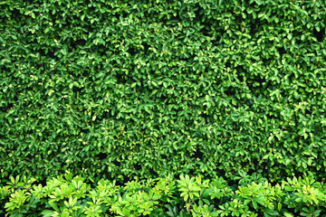 Tropical green leaf wall texture background.