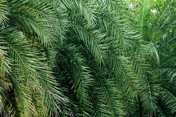 Tropical palm leaf background, palm leaf texture background, dark green palm leaf color.