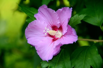 A flower of Hibiscus syriacus