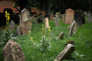  Jewish cementary