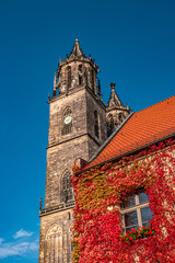 Fototapeta premium Magnificent 800 years old Cathedral in Magdeburg in ivy red and golden Autumn colors, Germany