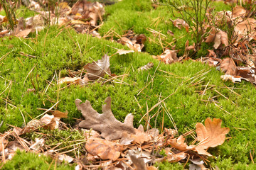 Lush green moss with dry pine needles and oak leaf in the forest. Autumn background with green textured moss and yellow autumn leaves. Forest in November with wet fluffy  moss and red beautiful leaf