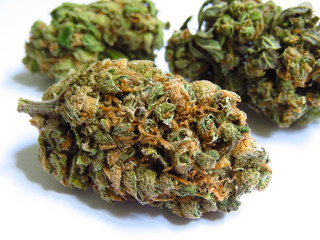 Closeup of medical cannabis bud. Lemon haze. Marijuana bud on white background.