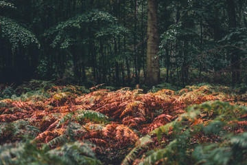 welker Farn, Wald, Herbst