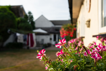 Fototapeta na wymiar Shallow focus of blooming window flowers located in a Window box outside a home office. A distant main house and lawn can be seen in the background.