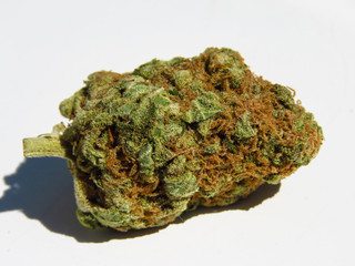 Closeup of medical cannabis bud. Marijuana bud on white background. 
