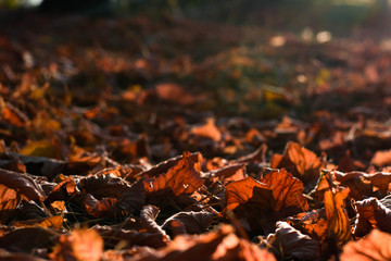Nature in the fall. autumn leaves. Nature began to play with new colors