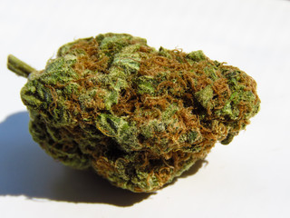 Closeup of medical cannabis bud. Marijuana bud on white background. 