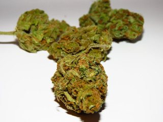 Closeup of medical cannabis bud. Marijuana bud on white background. 