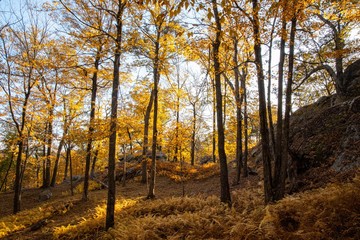 Fototapeta na wymiar Autumn forest scenes