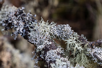 lichen growing on the branches of an oak