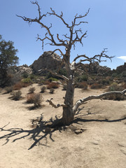 Toter Baum in der Mittagshitze der Wüste.