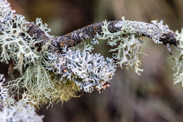 lichen growing on the branches of an oak