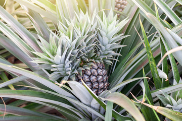 Obraz premium Raw Pineapple on tree in the garden with sunlight.
