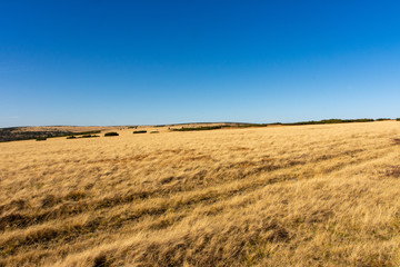 Obraz premium Równia pod Śnieżką, Lucni hora.