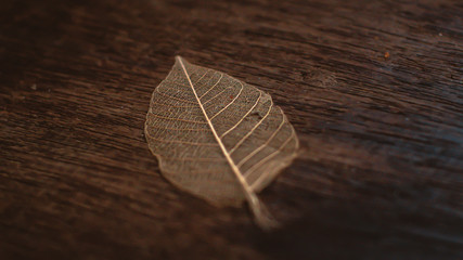 abstract transparenct leaf over wooden table background. nature concept idea