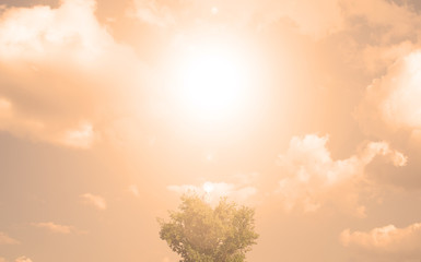 Obraz premium Sunset over one tree against the sky. Evening.