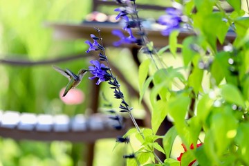 A tiny Hummingbird hovering near a black and blue knight salvia in mid afternoon in a secret garden in the Midwest