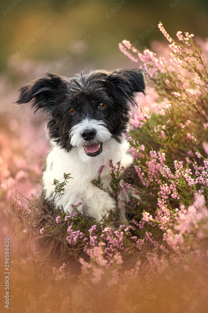 Canvas Prints chinese crested dog in heather landscape