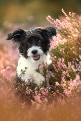 Chinese crested dog in heather landscape