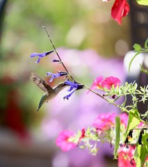 An iridescent hummingbird sipping nectar for black knight salvia