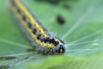 Cabbage White Caterpillar on a Leaf