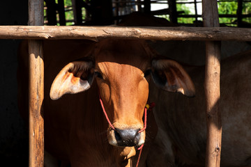 Front of a cow red (Brahman)in a corral.