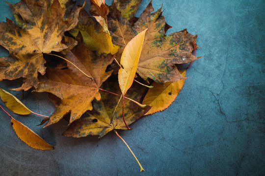 Atumn Leaves On Concrete Background.