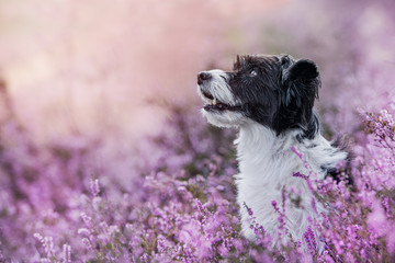Chinese crested dog in heather landscape