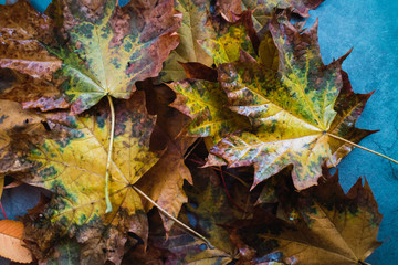 Close up view of autumn leaves on concrete background.