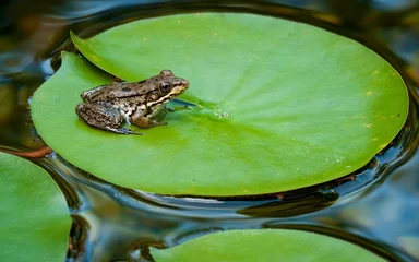 Fotobehang Young green frog (Rana clamitans) on pad of water lily (Nymphaea sp.) in backyard garden pond. © Gerry