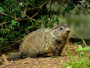 Naklejka na ściany i meble Groundhog (Marmota monax), also called a woodchuck--a large rodent native to the eastern U.S. and throughout most of temperate Canada.