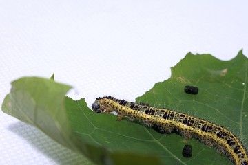 Cabbage White Caterpillar on a Leaf