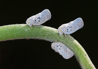 Citrus flatid planthopper (Metcalfa pruinosa) in flower stem. Piercing mouthparts used to suck sap...