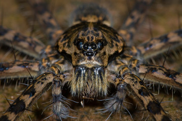 Close view of a fishing spider (Dolomedes sp.) taken at a small stream in a Pamamanian rainforest.