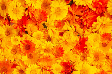 Seamless background of orange yellow marigold flowers. Calendula officinalis, the pot marigold, ruddles, common marigold or Scotch marigold. - obrazy, fototapety, plakaty