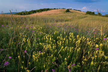 Butter-and-eggs (Linaria vulgaris) and spotted knapweed (Centaurea maculosa) among grasses along Appalachian Trail near Cold Mountain, Virginia. Trail can be seen winding through meadow.