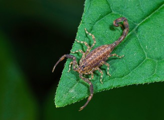 Small scorpion (about 3/4 inch long) on leaf tip in rainforest in Panama. Note pinchers waiting to grab passing insect or other prey; stinger on tail ready to inject venom into prey.