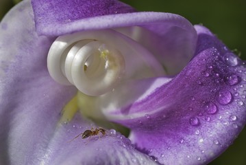 Snail Flower ( Phaseolus caracalla), a native of South America. As blossom grows, it goes from the...